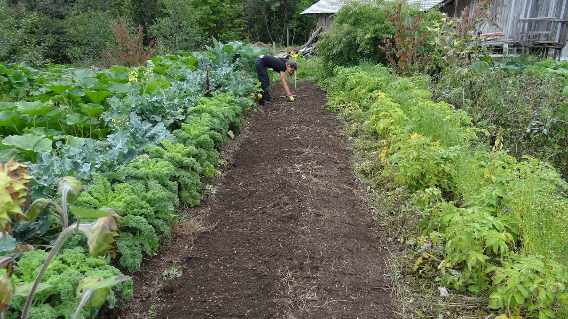 Comment choisir les matériels de culture pour potager ?