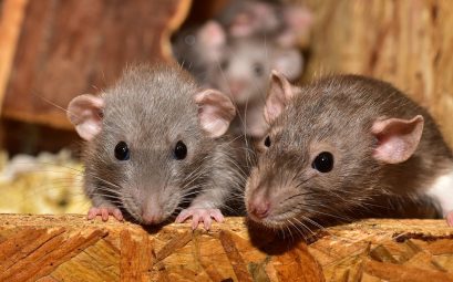 Quelles sont les causes d'une infestation de rats ?