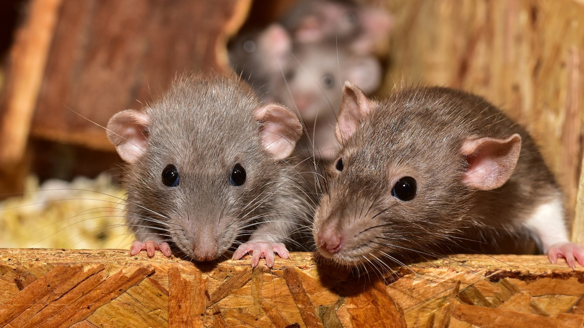 Quelles sont les causes d'une infestation de rats ?