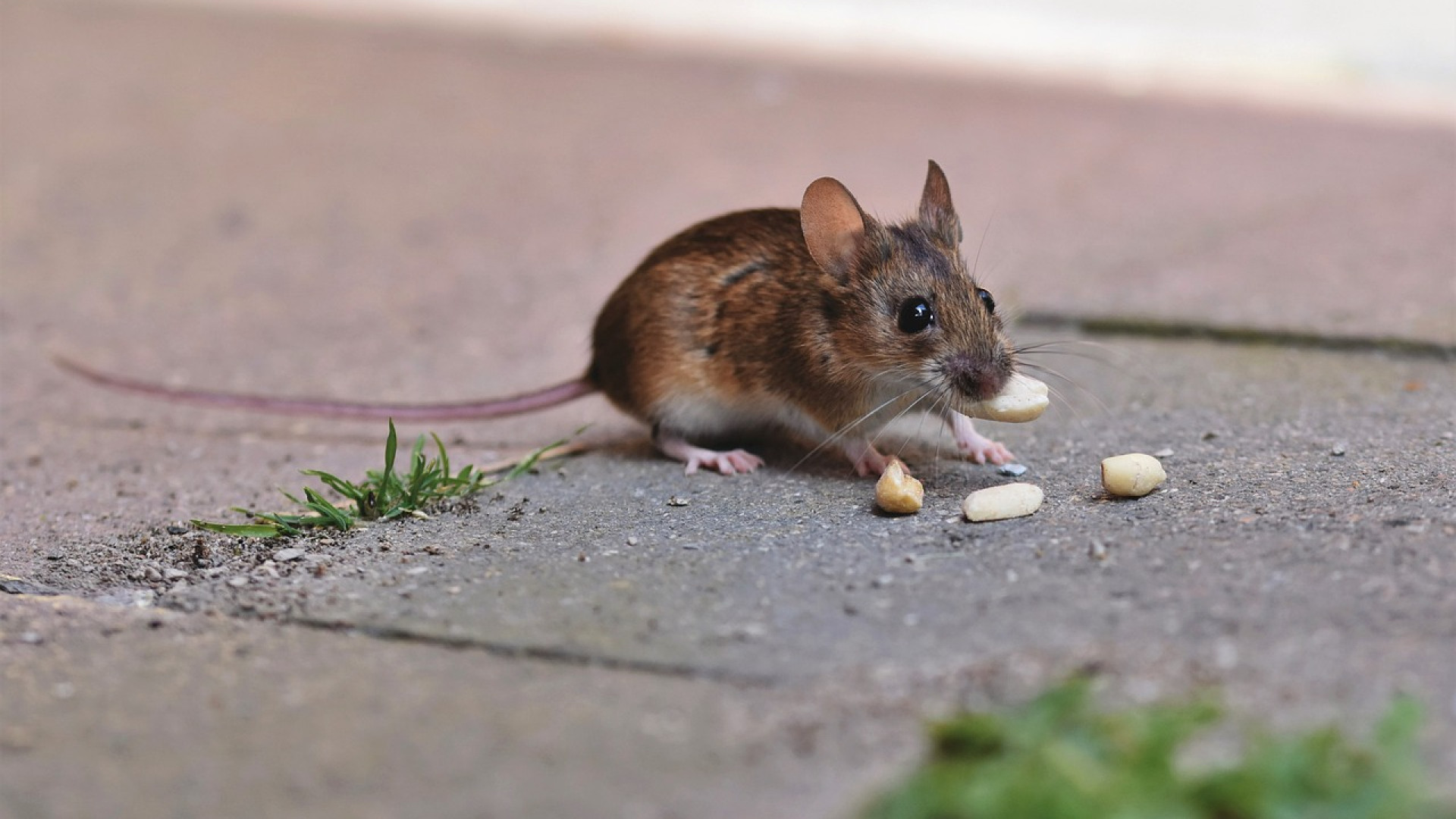 Dans quels cas contacter un exterminateur de nuisibles